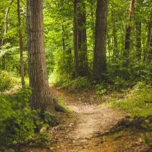 nature path.jpg